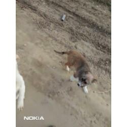 Sabine, herder x collie pup teefje 4 maanden
