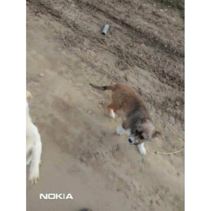 Sabine, herder x collie pup teefje 4 maanden