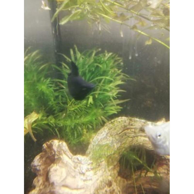 GRATIS - Ballon Molly guppies