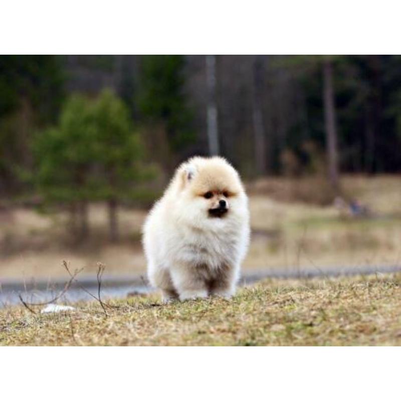 Pomeranian | Pomeriaan | Teefje | Beer | Pup | FCI