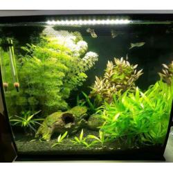 Fluval aquarium 34 liter zwart inclusief guppy's e.d
