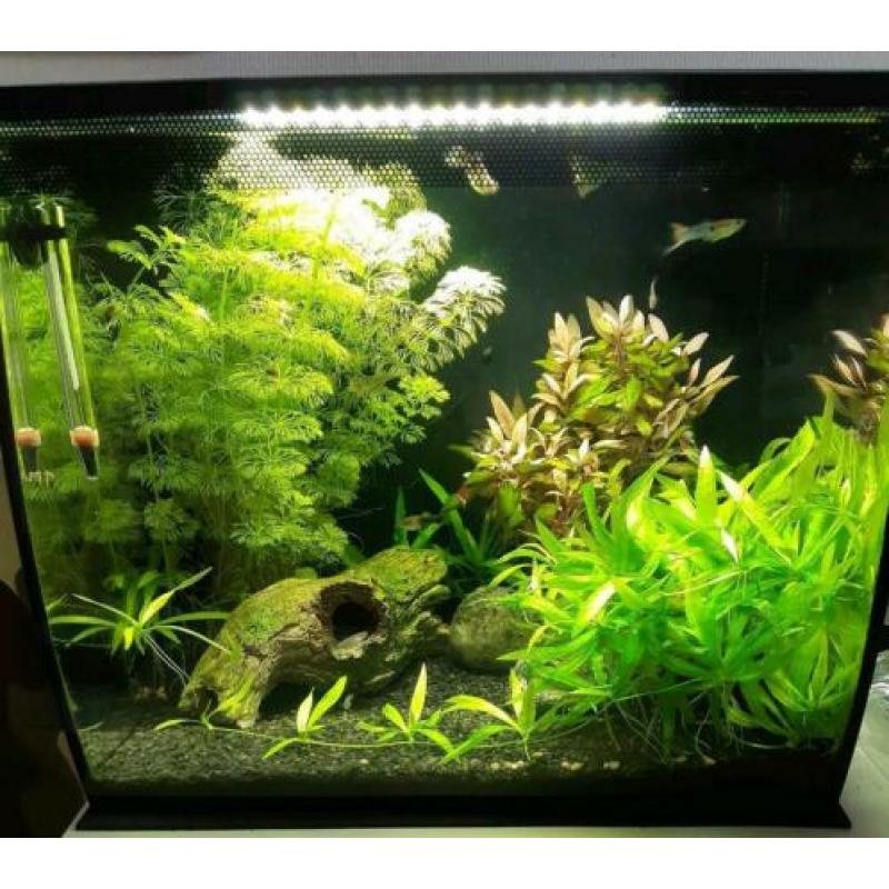 Fluval aquarium 34 liter zwart inclusief guppy's e.d