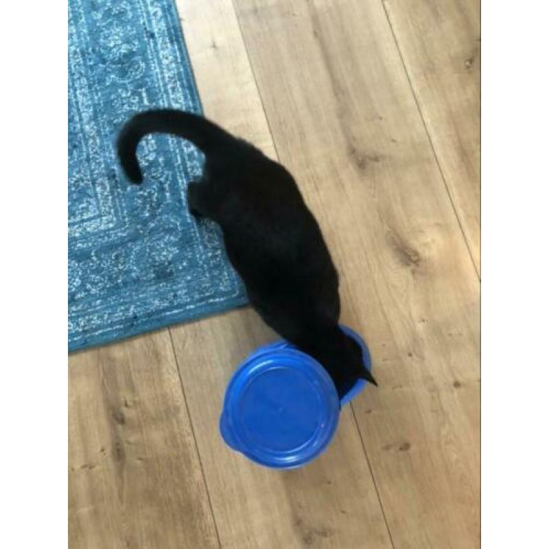 Katten voerbak