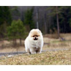 Pomeranian | Pomeriaan | Teefje | Beer | Pup | FCI