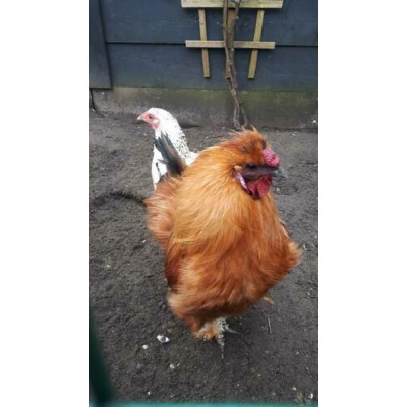 Zijdehoen haan