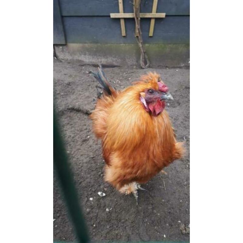 Zijdehoen haan