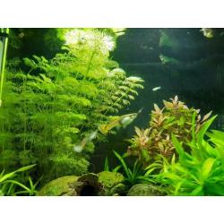 Fluval aquarium 34 liter zwart inclusief guppy's e.d