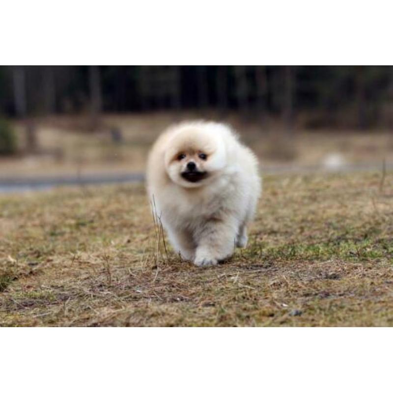 Pomeranian | Pomeriaan | Teefje | Beer | Pup | FCI