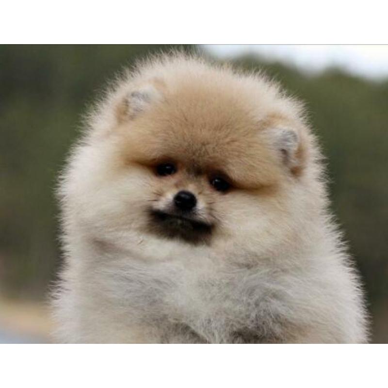 Pomeranian | Pomeriaan | Teefje | Beer | Pup | FCI