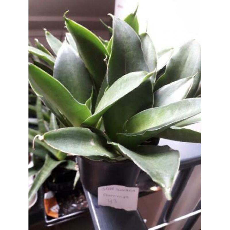 sansevieria iguana nummer 43