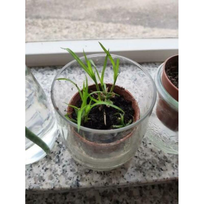 Stekjes parapluplant