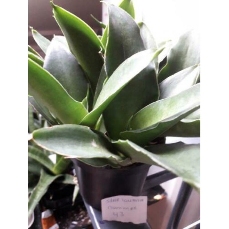 sansevieria iguana nummer 43