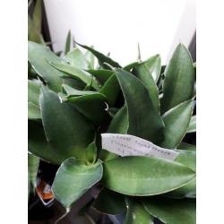 sansevieria iguana nummer 43