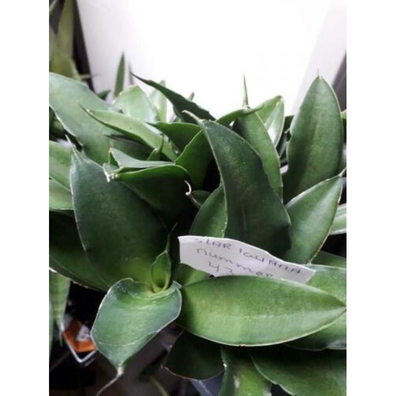 sansevieria iguana nummer 43