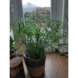Stekjes parapluplant