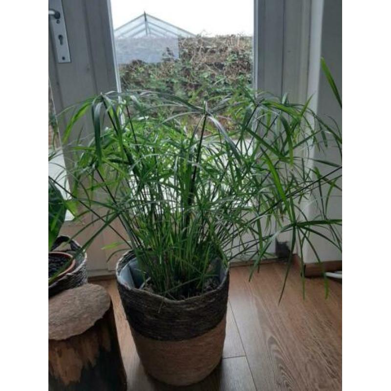 Stekjes parapluplant