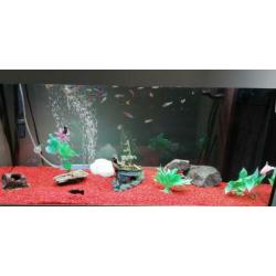 Juwel Rio 180 aquarium met onderkast