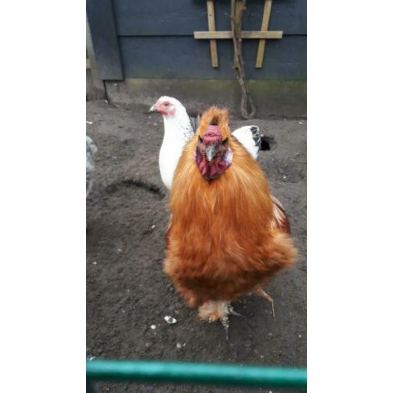 Zijdehoen haan