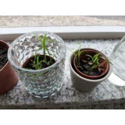 Stekjes parapluplant