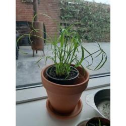 Stekjes parapluplant