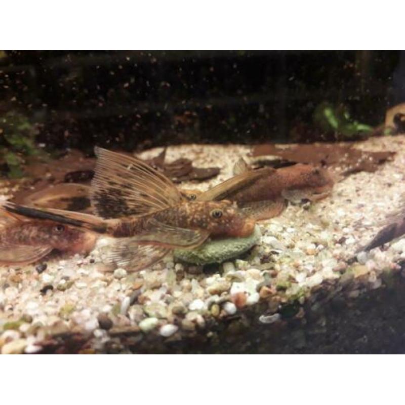 Longfin en gewoon