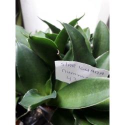 sansevieria iguana nummer 43