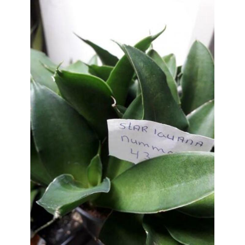 sansevieria iguana nummer 43