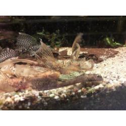 Longfin en gewoon