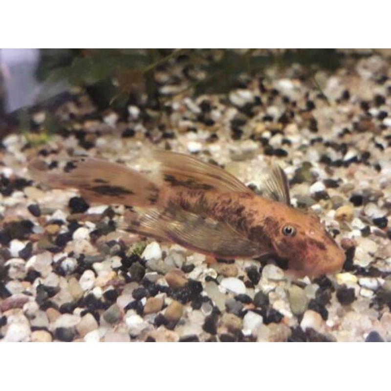 Longfin en gewoon