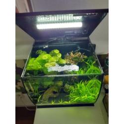 Fluval aquarium 34 liter zwart inclusief guppy's e.d
