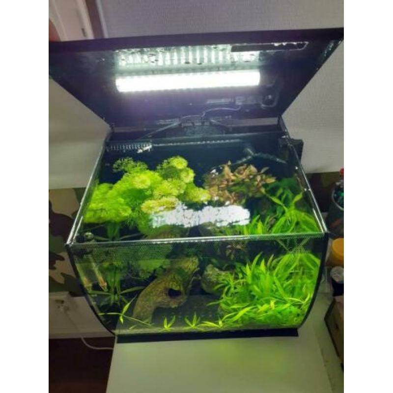 Fluval aquarium 34 liter zwart inclusief guppy's e.d