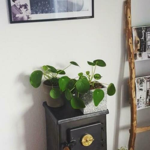 Houten ladder, interieur, styling