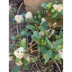 7 Skimmia’s vol in bloei