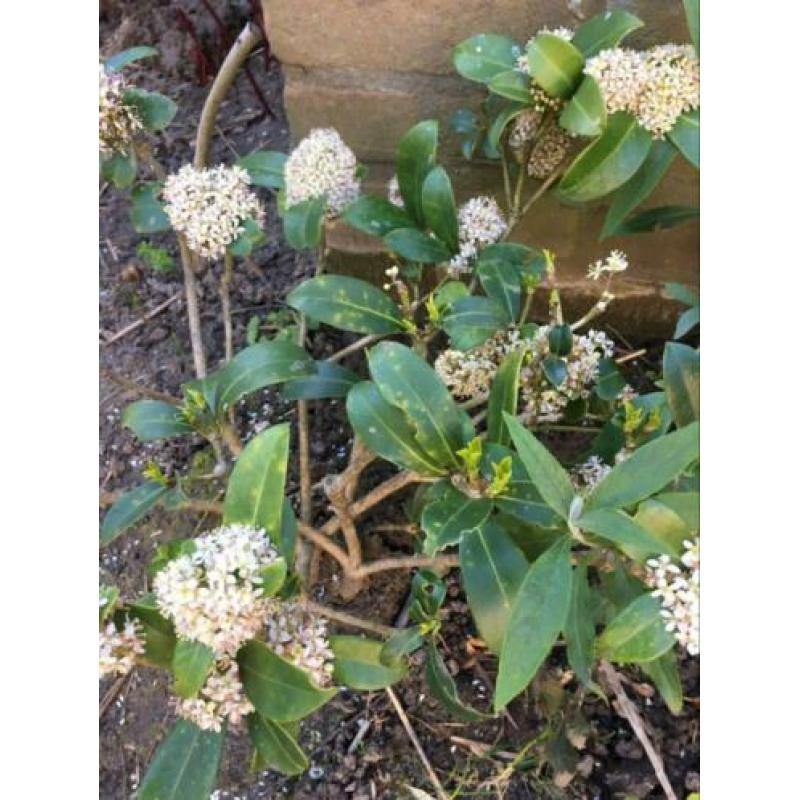 7 Skimmia’s vol in bloei