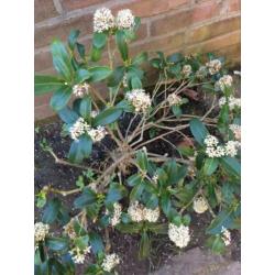 7 Skimmia’s vol in bloei