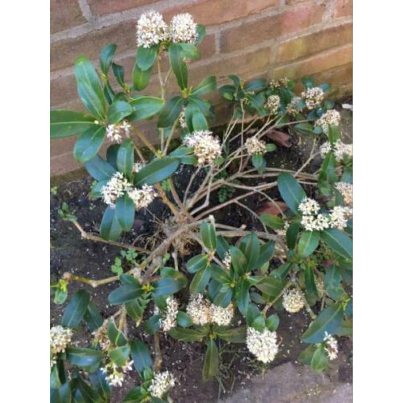7 Skimmia’s vol in bloei