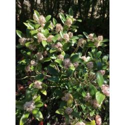7 Skimmia’s vol in bloei