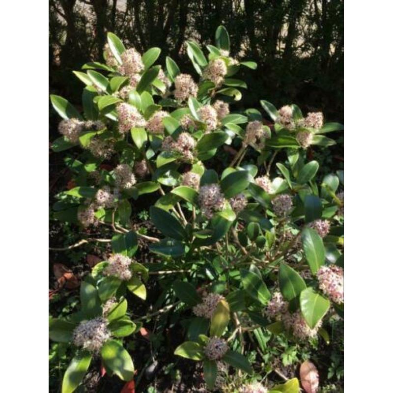 7 Skimmia’s vol in bloei