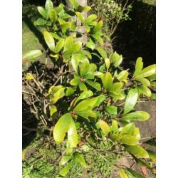 7 Skimmia’s vol in bloei
