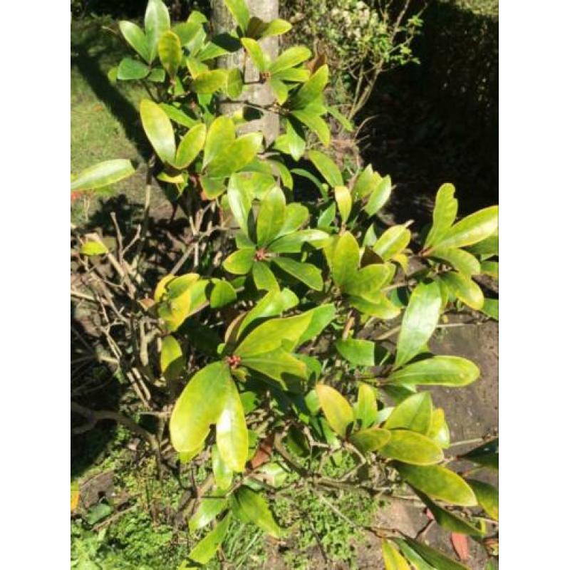 7 Skimmia’s vol in bloei