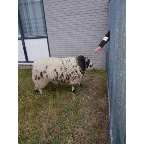 Overjarige bok te koop