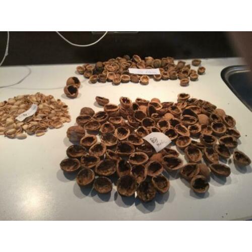 walnootdoppen ,etc ,,, hobby