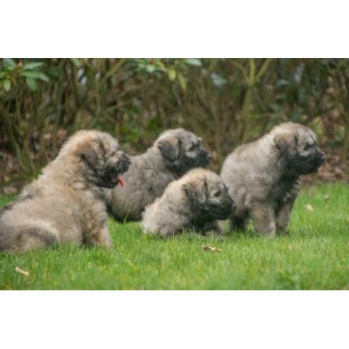 prachtige BLONDE BOUVIER PUPS gechipt + garantie