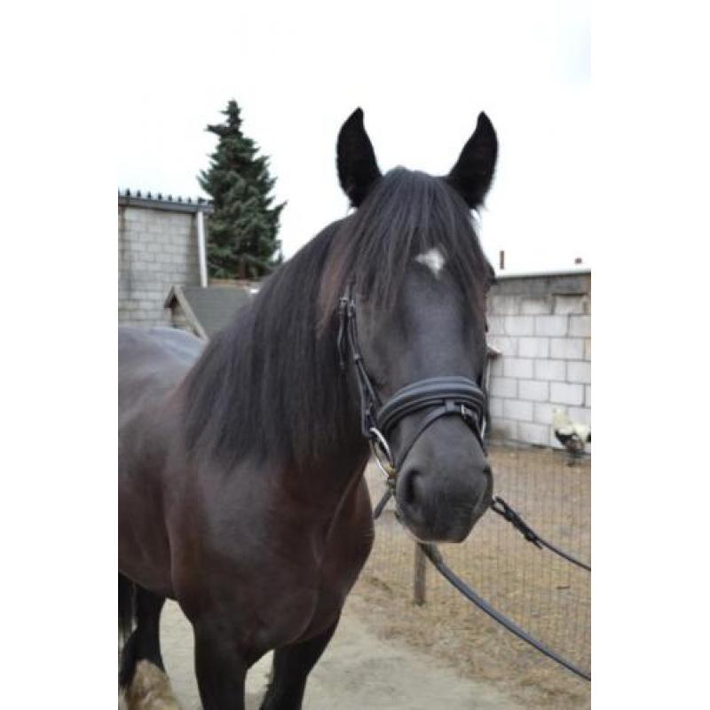 Prachtige lieve tinker