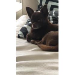 Chihuahua