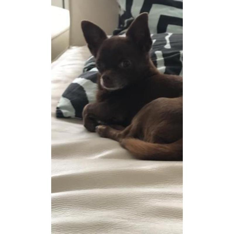 Chihuahua