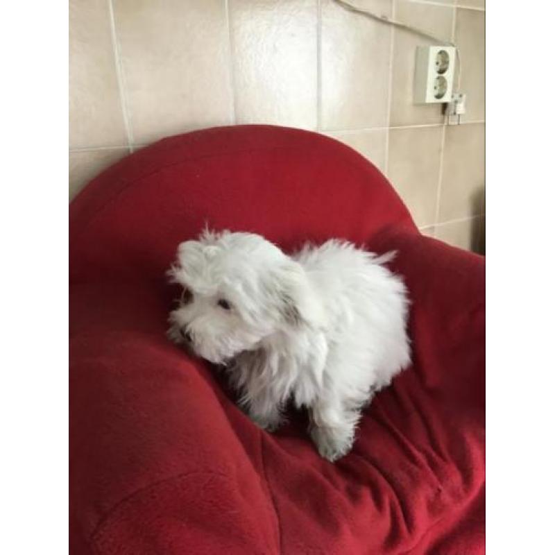 Malteser