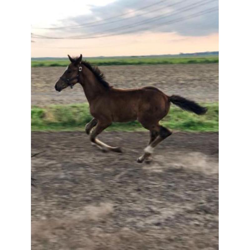 KWPN hengstveulen en 2.5 jarige platenbonte hengst
