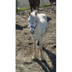 Unieke 2 jarige palomino tinker merrie