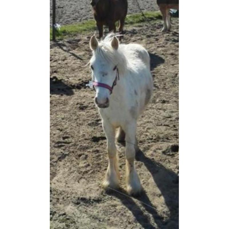 Unieke 2 jarige palomino tinker merrie